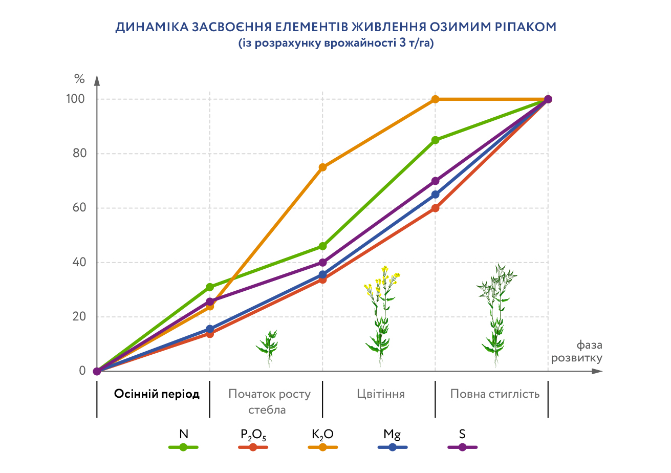 Рис. 1. Динаміка засвоєння елементів живлення озимим ріпаком (із розрахунку врожайності 3 т/га). 